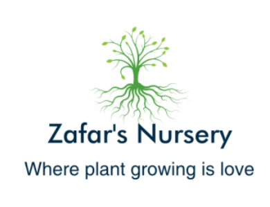 "Zafar`s Nursery-də bitki yetişdirmək həqiqətən bir sevgidir" - VİDEO